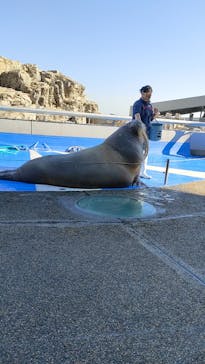 大分マリーンパレス水族館 「うみたまご」に投稿された画像（2024/1/16）