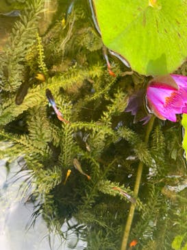 美らヤシパークオキナワ・東南植物楽園に投稿された画像（2024/1/16）
