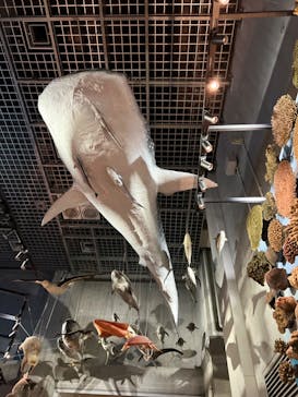 国立科学博物館に投稿された画像（2024/1/16）