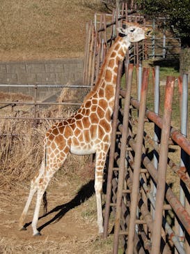 千葉市動物公園に投稿された画像（2024/1/17）