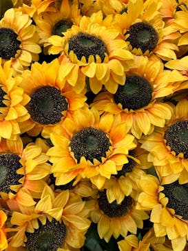 ゴッホ・アライブに投稿された画像（2024/1/17）