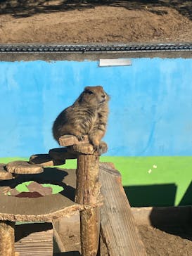 淡路ファームパーク イングランドの丘に投稿された画像（2024/1/17）