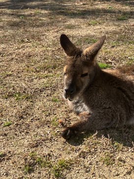 淡路ファームパーク イングランドの丘に投稿された画像（2024/1/17）
