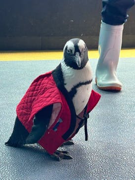 箱根園水族館に投稿された画像（2024/1/17）