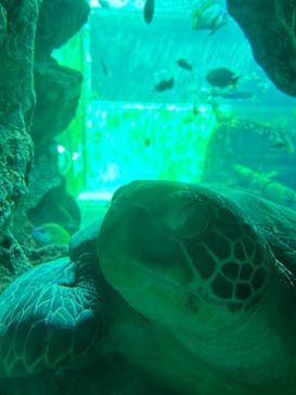 箱根園水族館に投稿された画像（2024/1/17）