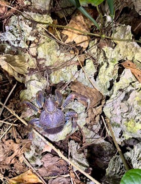 宮古島 ADVENTURE PiPi（ミヤコジマ アドベンチャー ピピ）に投稿された画像（2024/1/17）