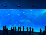 沖縄美ら海水族館に投稿された画像（2024/1/17）