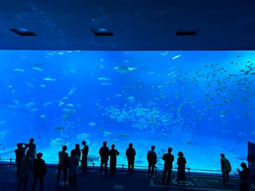 沖縄美ら海水族館に投稿された画像（2024/1/17）