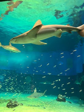 沖縄美ら海水族館に投稿された画像（2024/1/17）