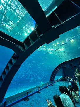 沖縄美ら海水族館に投稿された画像（2024/1/17）