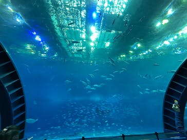 沖縄美ら海水族館に投稿された画像（2024/1/17）