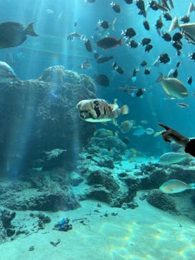 沖縄美ら海水族館に投稿された画像（2024/1/17）