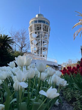 江の島シーキャンドルに投稿された画像（2024/1/17）