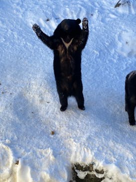 奥飛騨クマ牧場に投稿された画像（2024/1/17）