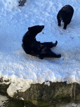 奥飛騨クマ牧場に投稿された画像（2024/1/17）