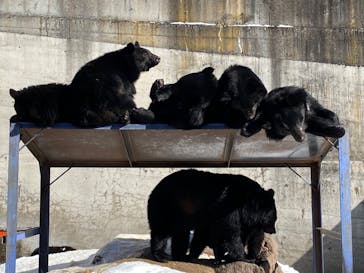 奥飛騨クマ牧場に投稿された画像（2024/1/17）