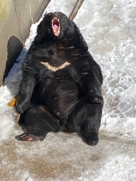 奥飛騨クマ牧場に投稿された画像（2024/1/17）