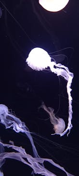 サンシャイン水族館に投稿された画像（2024/1/17）