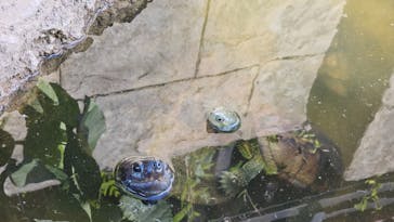 沖縄こどもの国に投稿された画像（2024/1/17）