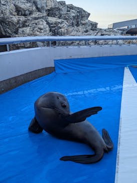 大分マリーンパレス水族館 「うみたまご」に投稿された画像（2024/1/17）