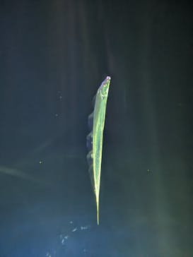 大分マリーンパレス水族館 「うみたまご」に投稿された画像（2024/1/17）