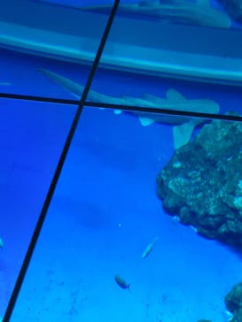 DMMかりゆし水族館に投稿された画像（2024/1/17）