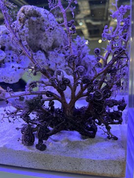 AOAO SAPPOROに投稿された画像（2024/1/18）