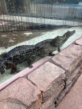 熱川バナナワニ園に投稿された画像（2024/1/18）