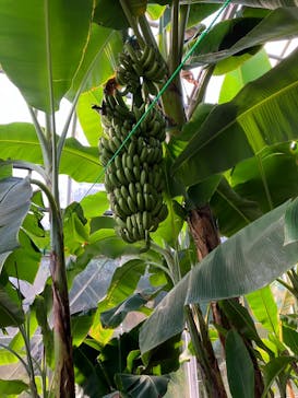 熱川バナナワニ園に投稿された画像（2024/1/18）