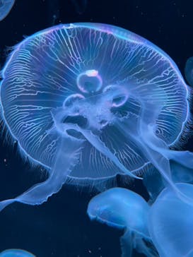 AOAO SAPPOROに投稿された画像（2024/1/18）