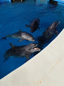 沖縄美ら海水族館（館内体験）に投稿された画像（2024/1/18）