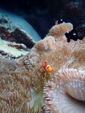 石垣島 ADVENTURE PiPi（イシガキジマアドベンチャーピピ）に投稿された画像（2024/1/18）