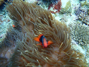 石垣島 ADVENTURE PiPi（イシガキジマアドベンチャーピピ）に投稿された画像（2024/1/18）