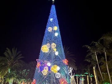 美らヤシパークオキナワ・東南植物楽園に投稿された画像（2024/1/18）