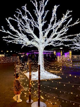 東京メガイルミに投稿された画像（2024/1/19）