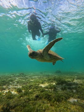 宮古島 ADVENTURE PiPi（ミヤコジマ アドベンチャー ピピ）に投稿された画像（2024/1/19）