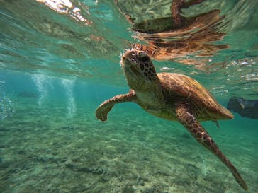 宮古島 ADVENTURE PiPi（ミヤコジマ アドベンチャー ピピ）に投稿された画像（2024/1/19）