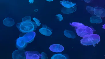 すみだ水族館に投稿された画像（2024/1/19）