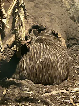 天王寺動物園に投稿された画像（2024/1/19）