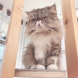 猫カフェモカ　イオンレイクタウン店に投稿された画像（2024/1/20）