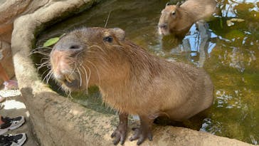 神戸どうぶつ王国に投稿された画像（2024/1/19）