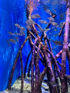 沖縄美ら海水族館に投稿された画像（2024/1/20）