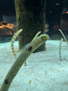 沖縄美ら海水族館に投稿された画像（2024/1/20）