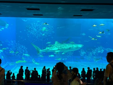 沖縄美ら海水族館に投稿された画像（2024/1/20）
