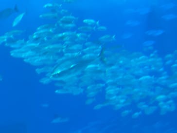 沖縄美ら海水族館に投稿された画像（2024/1/20）