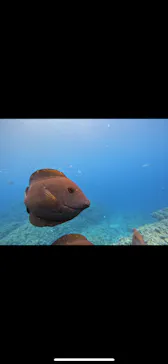 武藤潜水に投稿された画像（2024/1/20）