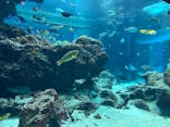 沖縄美ら海水族館に投稿された画像（2024/1/20）