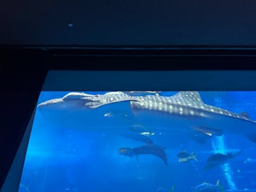 沖縄美ら海水族館に投稿された画像（2024/1/20）