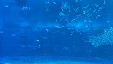 沖縄美ら海水族館に投稿された画像（2024/1/20）