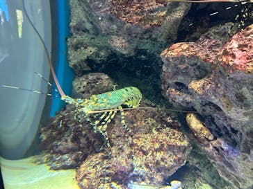 沖縄美ら海水族館に投稿された画像（2024/1/20）